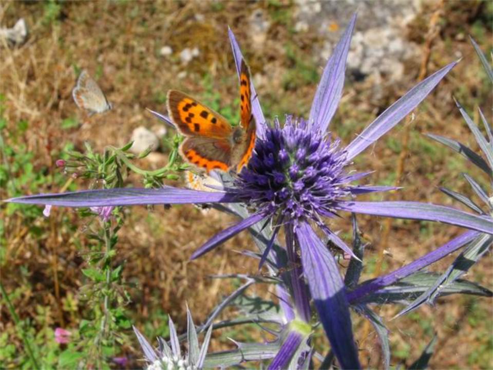 lycaena phlaeas